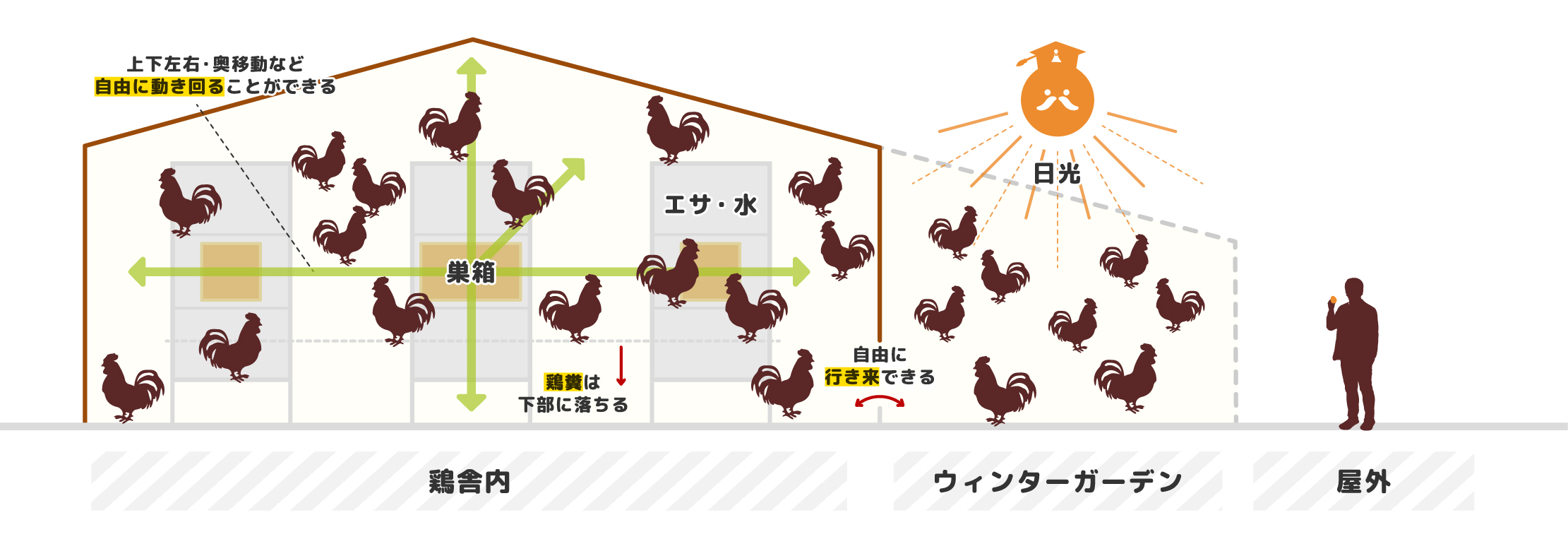 エイビアリー鶏舎構造図